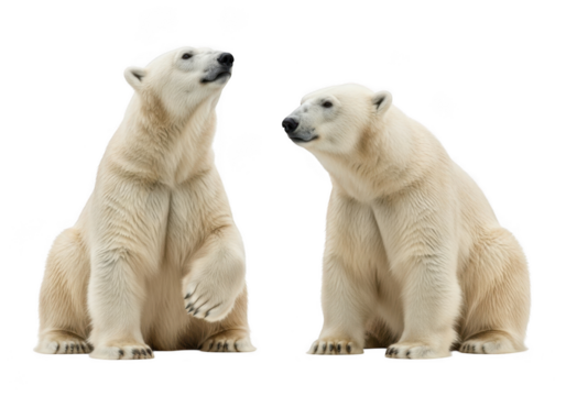 Two polar bears sitting side by side png image, arctic wildlife mammals, animal clip art, transparent background, isolated on transparent background