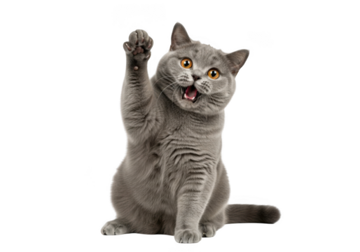 Adorable grey british shorthair cat waving paw, funny kitten with open mouth, cute pet animal, isolated on transparent background