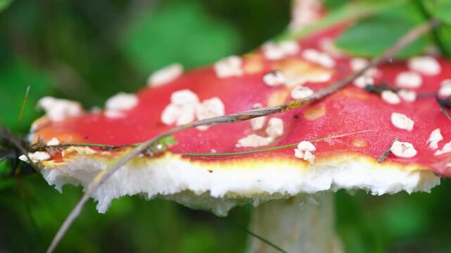 Beautiful red and white toadstool emerging from woodland soil among moss and branches