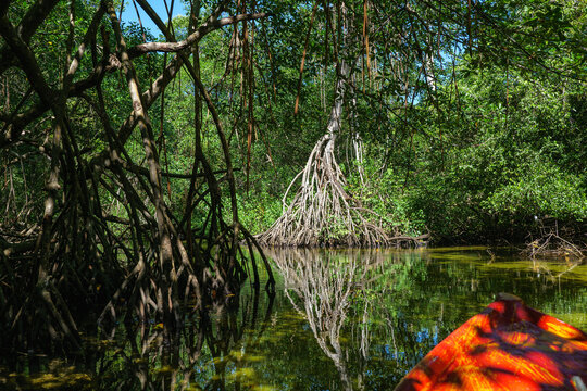 Mangrove forests on the Samana Peninsula in Dominican Republic