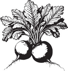 Black and white illustration of two turnips with veined leaves and fine root hairs growing in soil