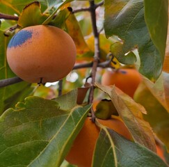 persimmon fruit 