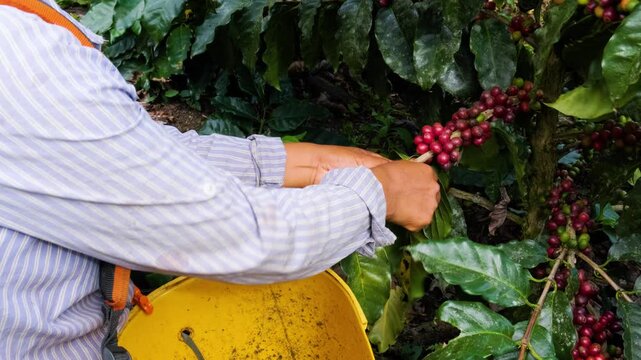 farmer's hands harvesting coffee cherries in the Yungas - coffee concept