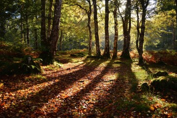 Fototapeta premium Sunlight filtering through autumn forest trees casting long shadows on a leaf-strewn path.