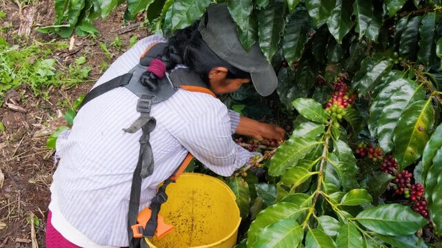 Latina woman harvesting coffee cherries in the Yungas - coffee concept