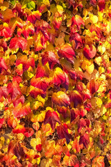 Burgundy in France, creeper on the wall in autumn, ancient house in the campaign near Cluny
