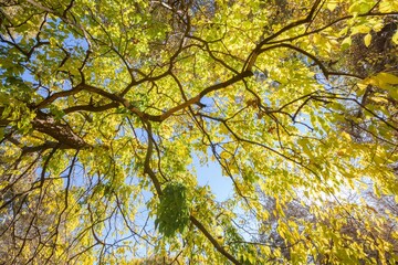 Obraz premium sunlight filtering the trees in forest a natural landscape