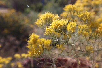 The Chrysothamnus viscidiflorus, also know as a rabbitbush,  grows up to about 5 feet tall, with spreading, brittle, pale stem branches that are very sticky. 