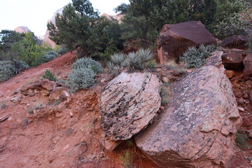 Scrub brush and red rocks dot the landscapes of Zion National park. 