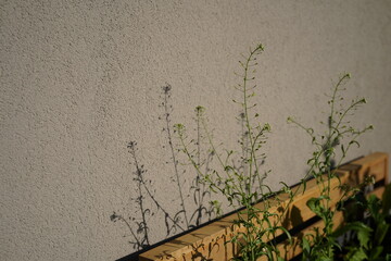 minimalistic image of  a shepherd's purse (Capsella bursa-pastoris) wildplant on a balcony during spring