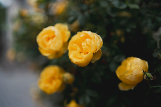 Yellow roses garden dark background moody close-up of vibrant flowers against deep green foliage - Powered by Adobe