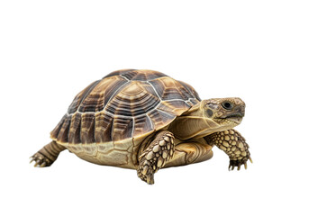 Fototapeta premium Tortoise with white background