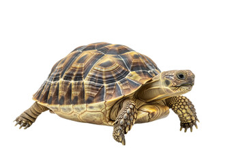 Obraz premium Tortoise with white background