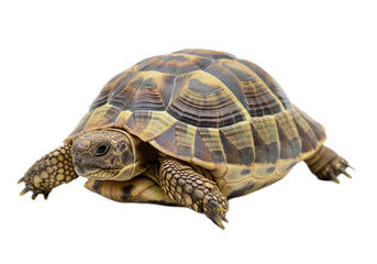 Obraz premium Tortoise with white background