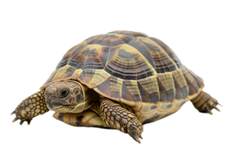 Tortoise with white background