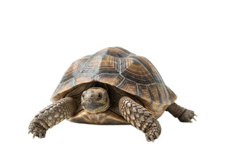 Obraz premium Tortoise with white background