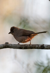 Red-crested Finch on a branch 