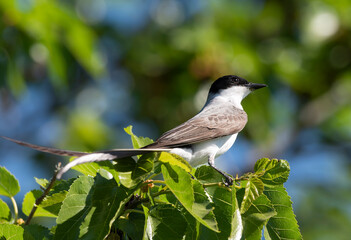 Fork-tailed flycatcher