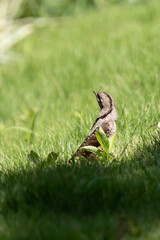 Obraz premium birding spot