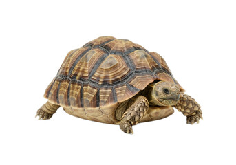 Tortoise with white background
