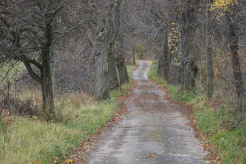 Wąska asfaltowa droga wijąca się przez czeskie tereny wiejskie, otoczona łąkami i samotnymi drzewami. Lekko pofałdowany krajobraz nadaje scenie naturalny, spokojny rytm. © Adam
