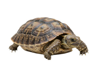 Obraz premium Tortoise with white background