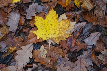 Żółty liść klonu leży na ziemi, wyróżniając się wśród innych liści swoim kolorem. Jesienna scena pełna kontrastów natury. © Adam