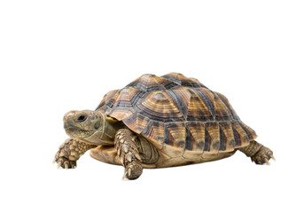 Fototapeta premium Tortoise with white background