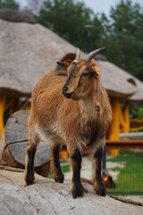 Mały, brązowy kozioł karłowatej kozy stoi na wyschniętym drzewie. Urocza i zwinna scena natury.  © Adam