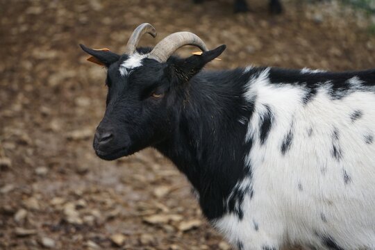 Fototapeta Mała koza w czarno-białe łaty, urocza i ciekawska. Delikatne rogi i miękka sierść dodają jej charakteru, a kontrastujące kolory podkreślają radosny, żywy wygląd zwierzęcia.