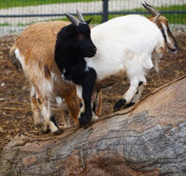 Fototapeta Dwie karłowate kozy stoją na pniu i konarach drzewa, pewnie balansując. Nietypowa, zabawna scena przyciąga wzrok i pokazuje zwinność tych zwierząt w naturalnym otoczeniu.