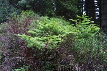 Młode świerki wyrastają na surowych skałach. Wokół drzew rosną krzaki jagody. © Adam