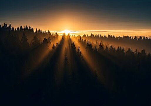 Golden sunbeams pierce through the misty forest canopy at sunrise, casting dramatic rays over silhouetted pine trees