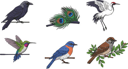 Beautiful colorful bird collection illustration, featuring hummingbird crane crow sparrow and peacock feathers, detailed wildlife art vector design © Kartik Creative