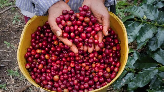Bolivian farmers showing freshly harvested coffee cherries in the Yungas region of Bolivia - coffee concept