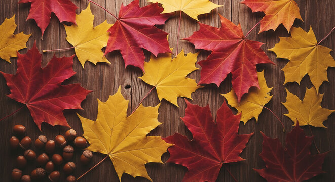 Overhead shot of yellow and red maple leaves with acorns on a wooden surface, representing autumn and the change of season, perfect for fall themes