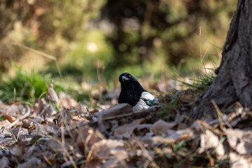 A black and white Eurasian magpie (Pica pica) partially hidden among dry autumn leaves and grass on the forest floor, near a tree trunk. The bird is looking directly at the camera.