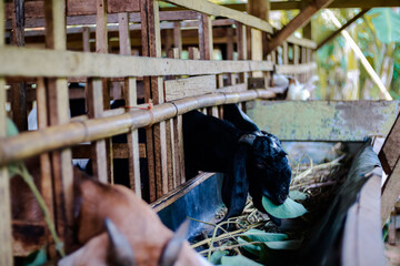 Goats graze within a rustic wooden enclosure on a farm during daylight