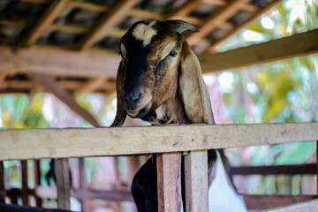 Portrait of a curious goat looking over a wooden fence with natural lighting