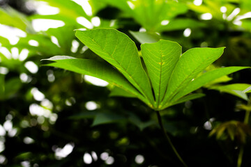 Fresh bright green cassava leaf with dark and dreamy bokeh background