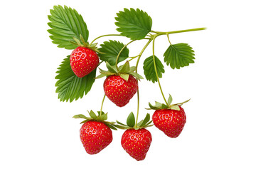 Natural Strawberry Branch Macro Isolated on Transparent Background