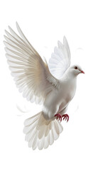 Fototapeta premium A beautiful white dove with its wings spread wide, captured mid-flight against a pure white background.