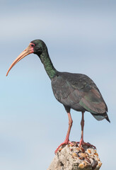 Bare-faced Ibis bird