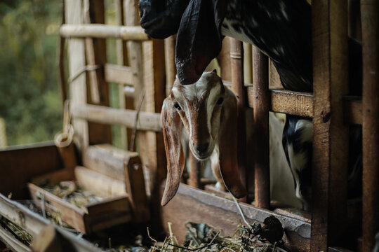 Goats in a rustic wooden pen gazing curiously at the viewer in the countryside