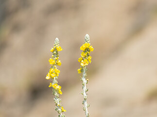 Yellow flowers blooming on the beach near the mountain close-up