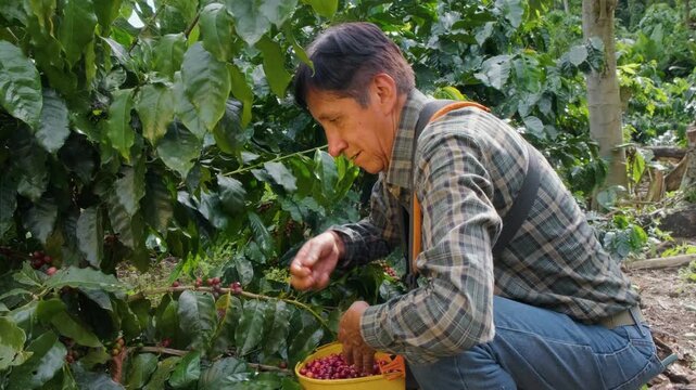 Elderly Bolivian farmer harvesting cherries in the Yungas region of Bolivia - coffee concept