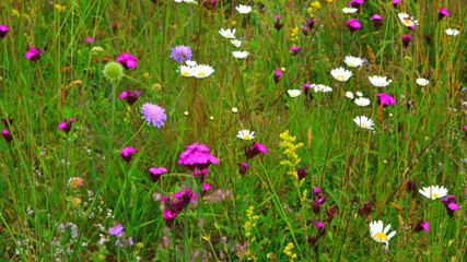 Leucanthemum vulgare, Dianthus carthusianorum and Knautia arvensis. Multicoloured wildflowers in...