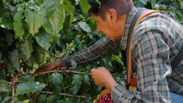Bolivian farmer harvesting cherries in the Yungas region of Bolivia - coffee concept