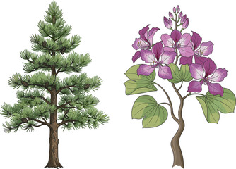 Botanical illustration, pine tree drawing, flowering plant art, nature contrast, conifer and bloom, educational flora, green foliage, purple petals, plant 