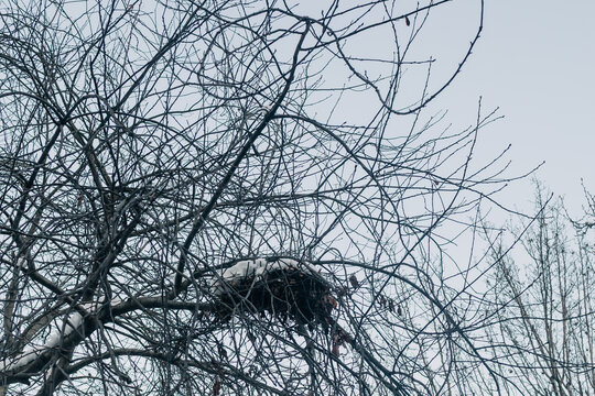 Winter scene featuring a bird nest in bare branches of a tree against a gray sky